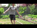 How to Build a Tomato Trellis Using Only ONE PIECE of WOOD, CHEAP and EASY Backyard Gardening