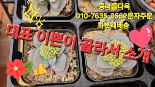 묵둥이만 골라골라,그래야 키우기 쉽죠,가성비짱다육 화분채배송 010-7635-3562택배문자주문 콩나물다육