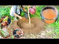 Top 3 Homemade Organic Liquid Fertilizer For Mango Trees 100% Fruit