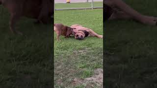 Lucy and Bear #oldeenglishbulldogge #oldeenglishbulldogges #puppy #americanbully #canecorso