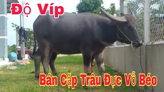 16_10 Phúc Báo Giá Cặp Trâu Đực Bự Vỗ Béo Giá Công Khai @phuccatv