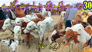 Zero Size Sahiwal Cholistani Claves Price In Luddan Mandi