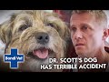 Dr. Scott's own Dog Paralysed after TERRIBLE Accident at the Park | Vet on the Hill