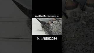 【ツバメ雛巣立ち間際の危機/巣壊れ敵来襲す】20240515 巣立ち予定日　#ツバメの雛 #birds #ツバメの巣 #birdslover