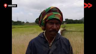 ଲଗାଣl ବର୍ଷା ଯୋଗୁ ଚାଷୀ କ୍ଷତିଗ୍ରସ୍ତ/Farmer's Paddy Crop Washed Away in the Heavy Rain