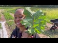 huge kale harvest cat stuck on roof a road trip back to college life on promise view acres