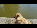 how peace gets shattered relaxing on the dock of coro lake memphis tn