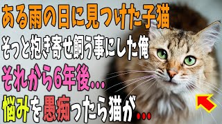 【猫の不思議な話】ある雨の日に道路の側溝で見つけた子猫を飼う事にした俺。それから6年後→悩みを愚痴ったら拾った猫が話はじめ奇跡がおきる…【朗読】