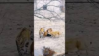 When A Furious Tiger Meets a Lion