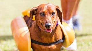 Are Dachshunds stubborn?