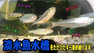 カワムツ、オイカワ、タナゴ、ドジョウ、ヨシノボリ、メダカ……🐟 わが家で飼育する淡水魚水槽の様子をお見せします📹餌やりタイムもあるよ🍴