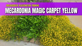 Groundcover Rejuvenation Pruning | Mecardonia Magic Carpet Yellow | Plants for Hot Climates