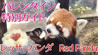 レッサーパンダのバレンタイン特別ガイド Valentine’s special guide of Red Panda【ズーラシア公式】