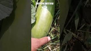 আগাম জাতের বাঙ্গি #trending #viral #agriculture