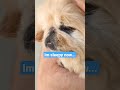 is pekingese a lap dog pekingese shorts