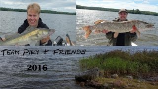 Team Piky - Zander fishing at Swedish lakes with bonus pikes, 2016