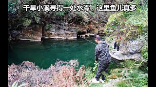 小朋友带路来干枯的小溪探钓，仅存的水潭挤满了溪石斑、马口，这爽呀