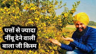 बंपर उत्पादन वाली बालाजी नींबू की खेती | BALAJI NIMBU KI KHETI Lemon Farming India 📞7015994965