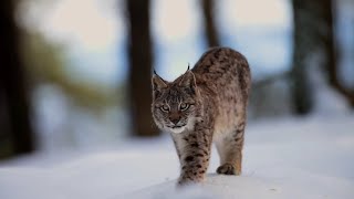 Zobacz jak żyje największy dziki kot w Polsce! | Dzikie Oblicze Polski