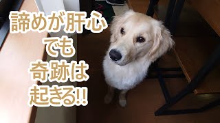 諦めが肝心。されど奇跡は起きる。ゴールデンレトリバーティト。goldenretriever