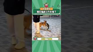 狸花猫战斗力太强了！#狸花猫 #万万没想到 #娱乐评论大赏#shorts