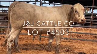 Lot #4503 Charolais-Simmental Cross Bull