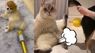 Cats and dogs funny fart reaction dog farting microphone 🤮😆 | fluff planet