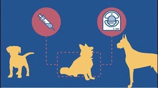 Can Dogs Help Make Immunotherapy Effective for Glioblastoma?  | Penn Precision Medicine