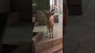 近鉄奈良駅アーケードの鹿くん