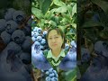 I love blueberries #asmr #picking #yummy #shorts