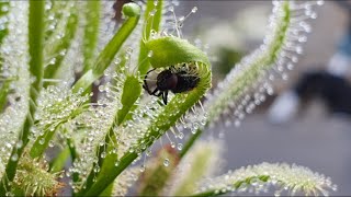 Plantas carnívoras - Recuperación de Drosera Capensis