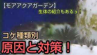 【モアアクアガーデン】コケ種類別　原因と対策！