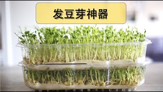 【豆芽神器】36•工具/变废为宝把包装盒变成最好用的发豆芽容器，强烈推荐！