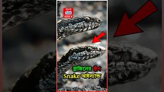 😱 ব্রাজিলের একমাত্র সাপের দ্বীপ স্নেক আইল্যান্ড | Snake Island in Brazil #shorts #snakeisland