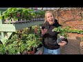 dicentra perennials at davies brothers nursery