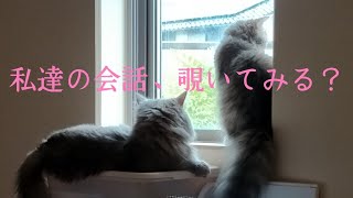 【ラガマフィン】猫達の会話を代弁してみた