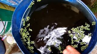 FISH FARMING KERALA | FANCY BREEDS | AQUA FARMING | Fishing freaks ✨️| Fishing |ALANKARAMALSYAM| bgm