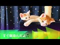 【子猫 お別れ】茶白兄弟⑮　いよいよ里親さんのおうちに！トライアル頑張ろうね！早速新しいお家で、、、