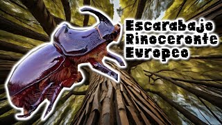 El Escarabajo Rinoceronte Europeo: La Bestia Increíble de la Naturaleza