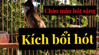 Luyện Giọng Chào Mào Bổi Đúng Cách Giúp Chim Hót Căng chào mào kích bổi