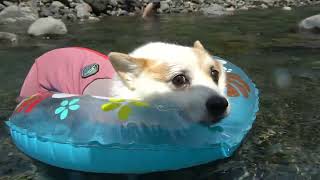 コーギー達の夏が来た！今年最初の川遊び ！ ゆきとゆめとお友達　Corgis' Summer Has Arrived! First River Play of the Year |