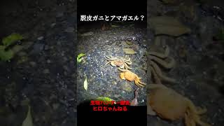 野生のカニが脱皮してた…#shorts