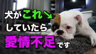 愛情不足の犬だけが見せる淋しいと感じている仕草7選