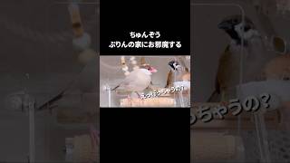 ちゅんぞう、ぷりんの家に遊びに行くも塩対応される　#shorts #sparrow #スズメ#文鳥