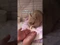 天才うさちゃん第２段 baby rabbit うさぎ funny cute animals