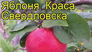 Яблоня Краса Свердловска. Краткий обзор, описание характеристик, где купить саженцы