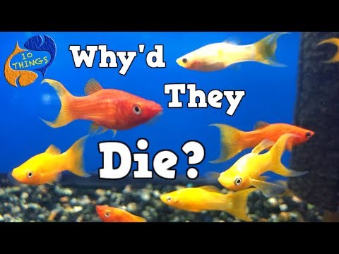 What would happen if all the fish died?