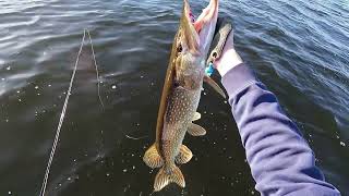Pike attack Compilation 2