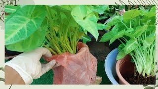 How to grow make plant,propagation lucky plant update