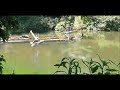 野生のカモノハシ☆meet a wild platypus 【イーコンセプション】